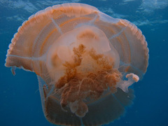 Versuriga