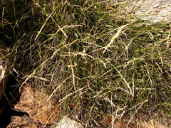 Ehrharta ramosa aphylla