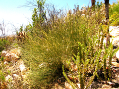 Ehrharta ramosa aphylla