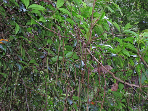 Image of Trachelospermum Lucidum (Trachelospermum lucidum) by (c) Jacy Chen, some rights reserved (CC BY)