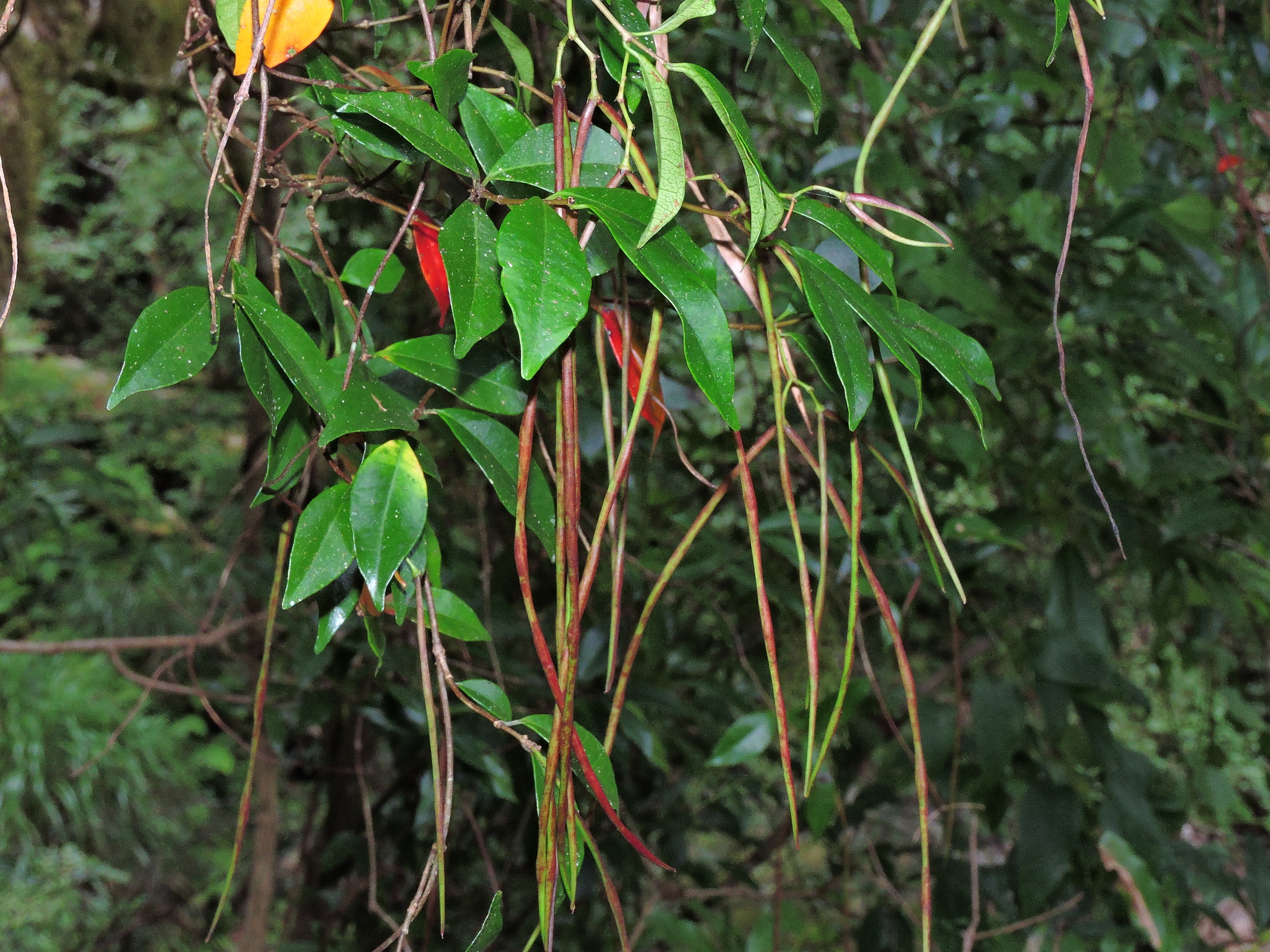 Trachelospermum lucidum