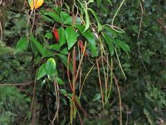 Trachelospermum lucidum