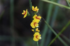 Sphaerolobium vimineum