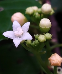 Zehneria mucronata