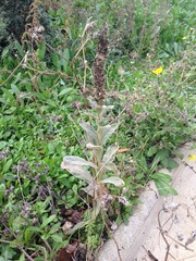 Verbascum thapsus
