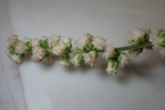 Artemisia lactiflora