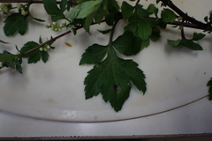 Artemisia lactiflora