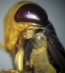 Hesperocorixa linnaei