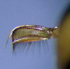 Hesperocorixa linnaei