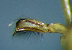 Hesperocorixa linnaei