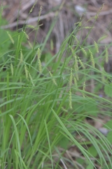 Carex arnellii