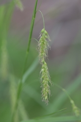 Carex arnellii