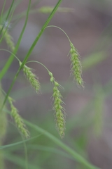 Carex arnellii