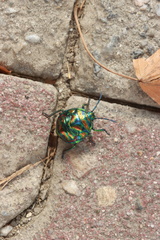 Poecilocoris splendidulus