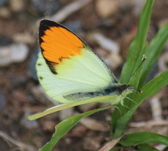 Colotis auxo