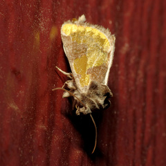Chalcopasta fulgens
