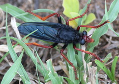 Proagonistes