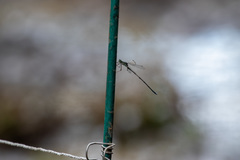 Lestes temporalis