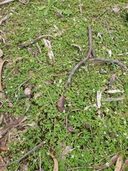 Lobelia pedunculata