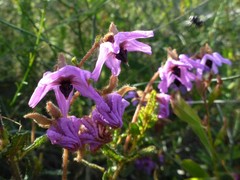 Thomasia grandiflora