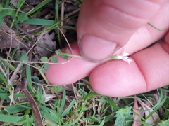 Lobelia pedunculata