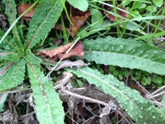 Helminthotheca echioides