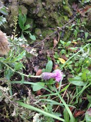 Cirsium arvense