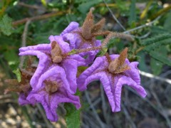 Thomasia grandiflora