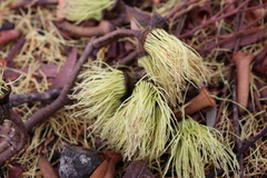 Eucalyptus lehmannii