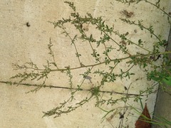 Chenopodium album
