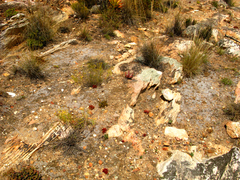 Riccia villosa