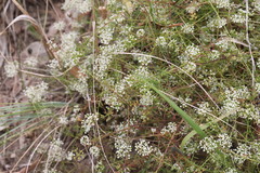 Platysace ericoides