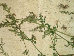 Chenopodium album