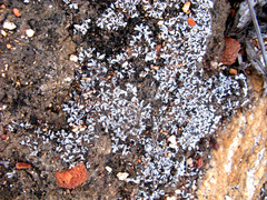 Riccia villosa