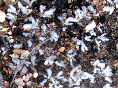 Riccia villosa