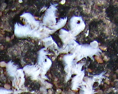 Riccia villosa