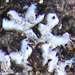 Riccia villosa - Photo (c) YvettevW, some rights reserved (CC BY-NC), uploaded by YvettevW
