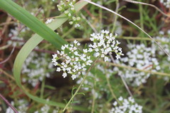 Platysace ericoides