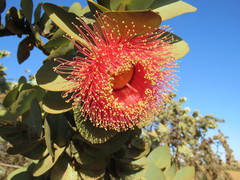 Eucalyptus macrocarpa