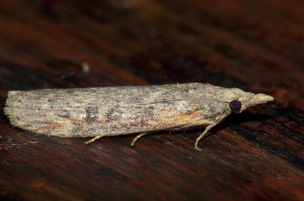 Lamoria imbella