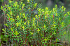Hypericum empetrifolium