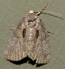 Prionofrontia erygidia