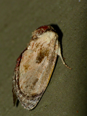Paracroria major