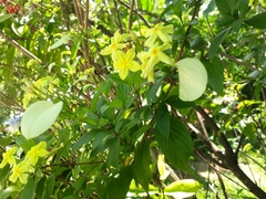 Pseudomussaenda flava