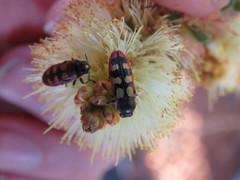 Castiarina pallidiventris