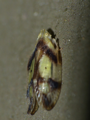 Numicia insignis