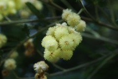 Acacia filicifolia