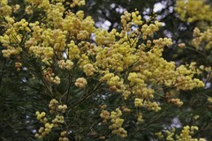 Acacia filicifolia