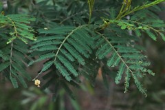 Acacia filicifolia