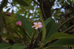 Plumeria rubra